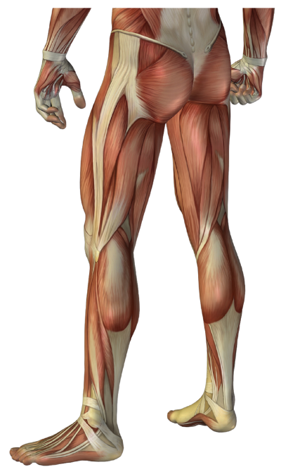 illustration showing muscles ligaments from hips to feet